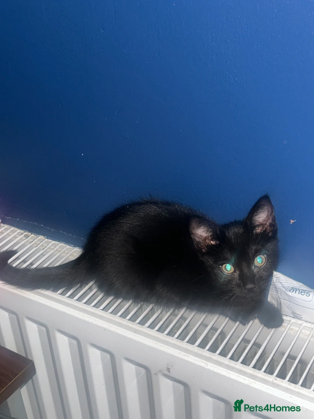 Mixed Breed cats for sale: 2 female kittens available  - Advert 2