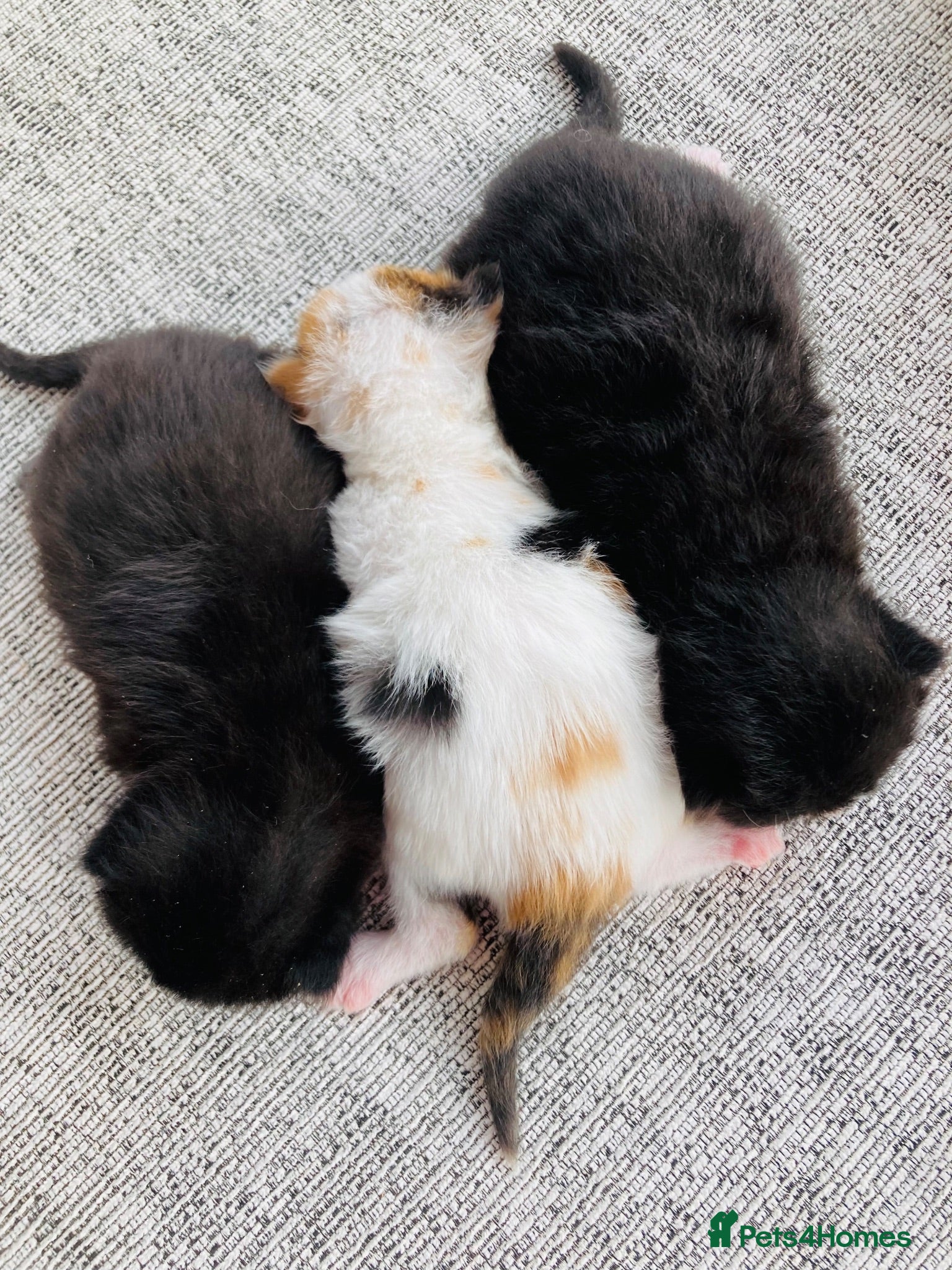 Mixed Breed cats Fluffy long hair kittens - Advert 17