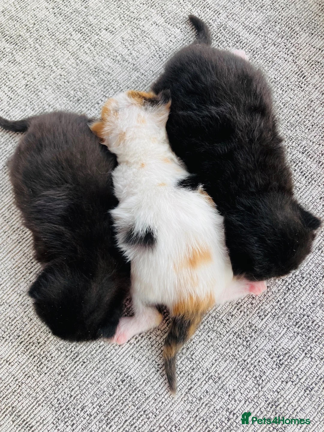 Mixed Breed cats for sale: Fluffy long hair kittens - Advert 1