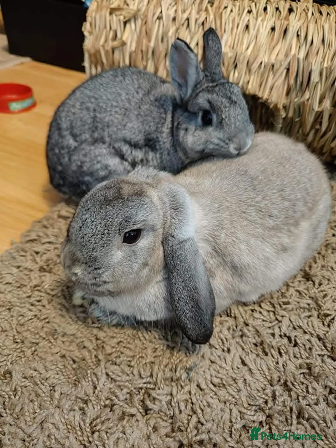 Mixed Breed rabbits for sale: 1 male mixed and 1 female dwarf, indoor rabbits - Advert 1