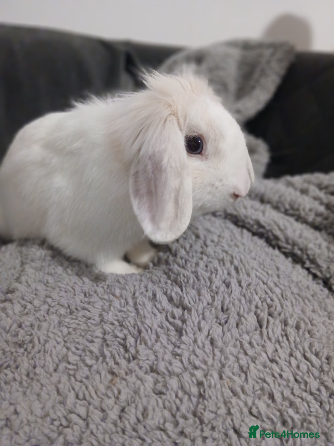 Mini Lion Lop rabbits for sale: Mini lion lop buck  - Advert 2