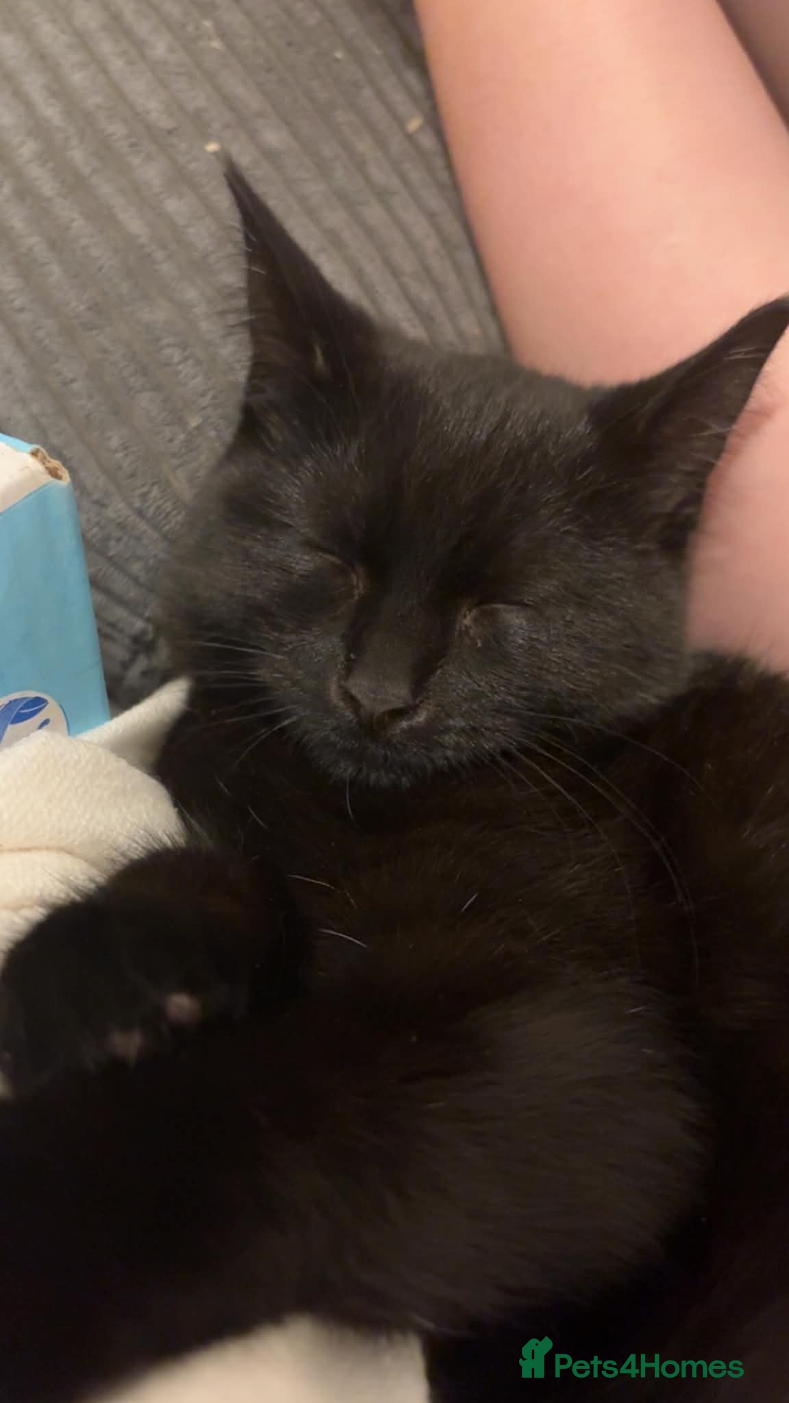 Mixed Breed cats 2 black cats for rehoming  - Advert 5