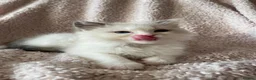 Ragdoll cats for sale: 🤍Purebred beautiful ragdoll kittens 🤍 in Hornchurch - Advert 6
