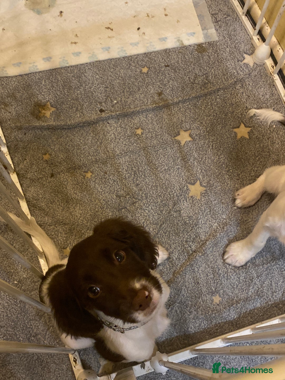 English Springer Spaniel dogs for sale: English springer spaniels - Advert 2
