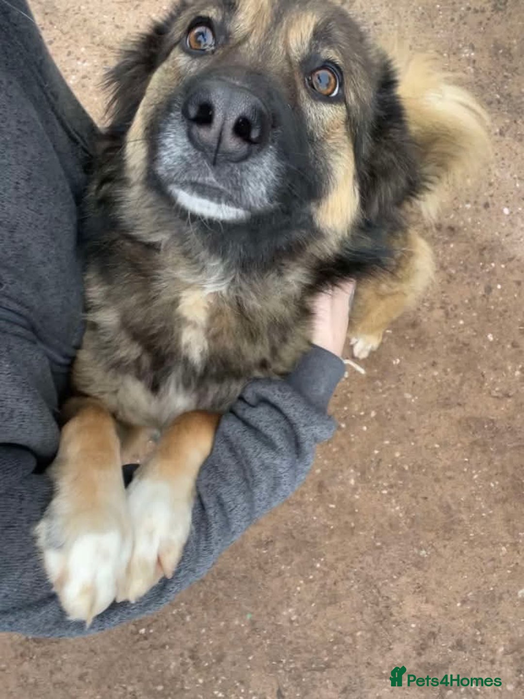 Mixed Breed dogs for adoption: Meet Sidney, currently residing in Cheshire  in Nantwich - Image 16