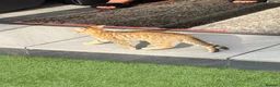 Mixed Breed cats for sale: Half bengal kittens  - Advert 13