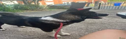 Akita dogs for sale: Lovelly american akita girl in Stoke-on-Trent - Advert 4