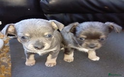 Chihuahua dogs for sale: 2 stunning blue Chihuahua girls  - Image 2