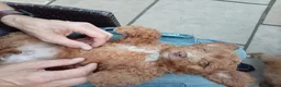 Cockapoo dogs for sale: Naturally reared f1b cockapoo puppies in Coleford - Advert 12