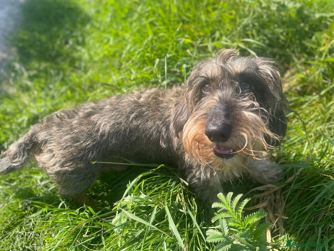 Dachshund dogs for sale: Herman Dachshund  - Image 7