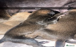 Mixed Breed dogs for sale: Stunning saluki greyhound puppies!  - Image 25