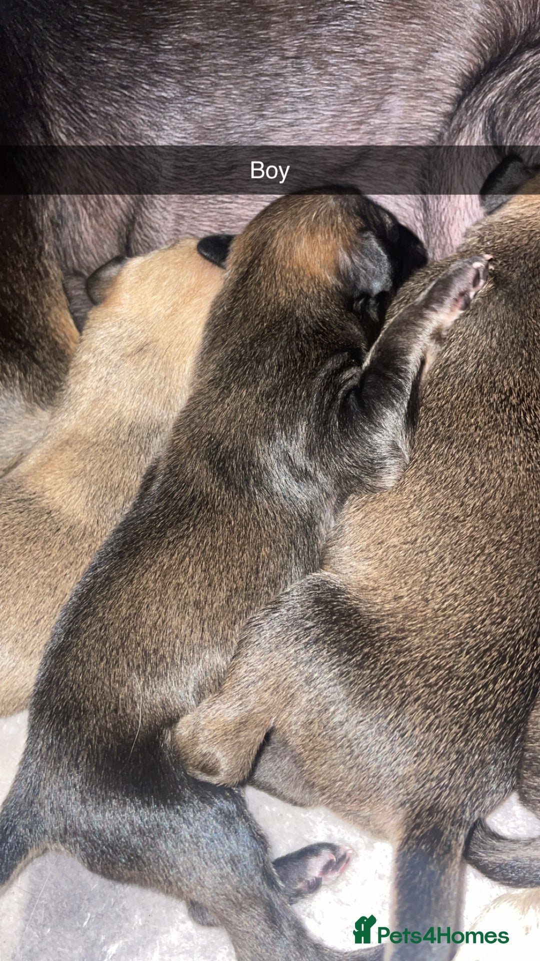 Mixed Breed dogs for sale: Stunning saluki greyhound puppies!  - Image 25