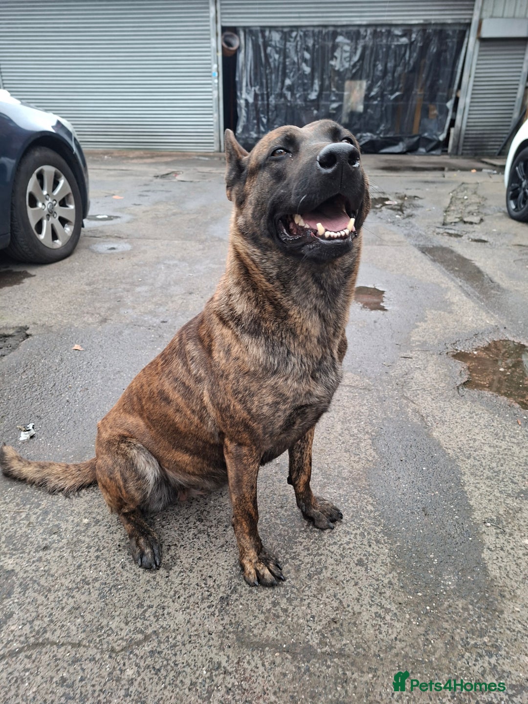 German Shepherd dogs for sale: German shaft - Image 3