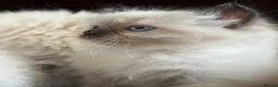Ragdoll cats for sale: Beautiful Seal Point Kittens - Advert 2
