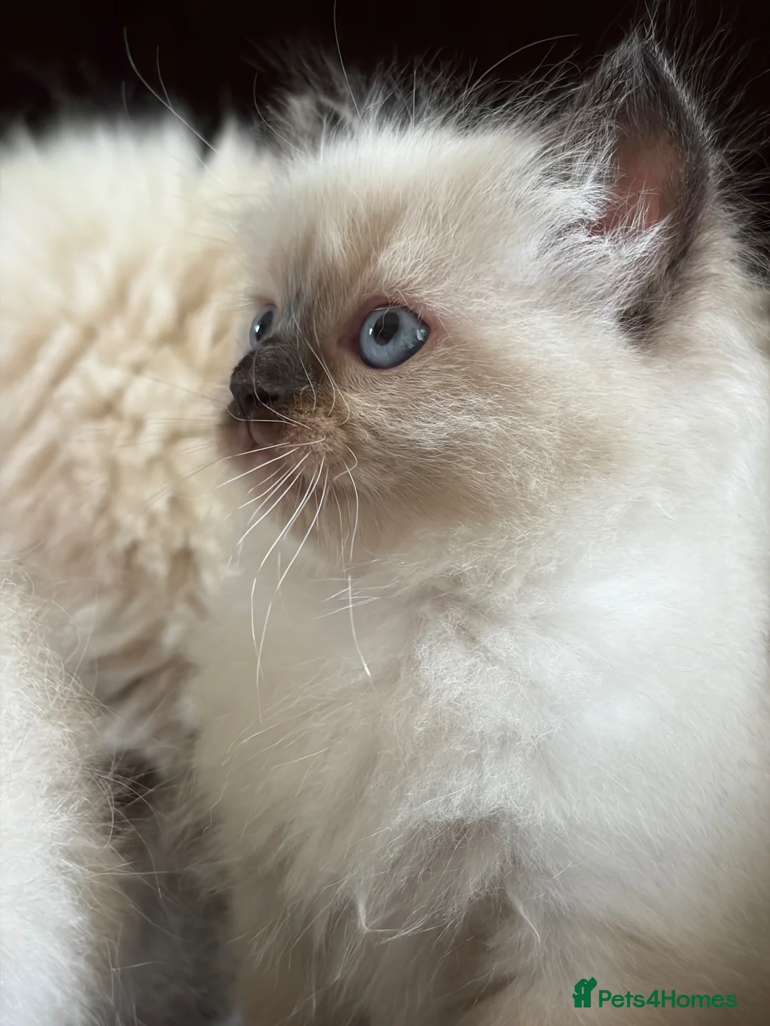 Ragdoll cats for sale: Beautiful Seal Point Kittens - Advert 2