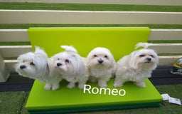 Maltese dogs for stud: Scottish Romeo waiting for Juliet  in Livingston - Image 4