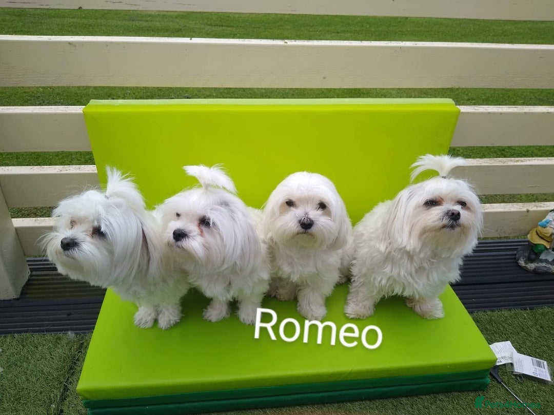 Maltese dogs for stud: Scottish Romeo waiting for Juliet  in Livingston - Image 4