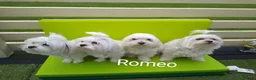 Maltese dogs for stud: Scottish Romeo waiting for Juliet  in Livingston - Advert 4