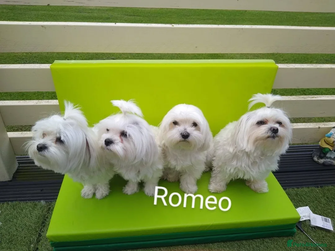Maltese dogs for stud: Scottish Romeo waiting for Juliet  in Livingston - Advert 4