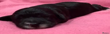 Cavapoo 3