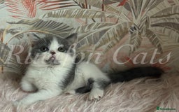 British Shorthair cats for sale:  GCCF registered BSH kittens Available  - Image 3
