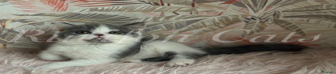 British Shorthair Kitten 
