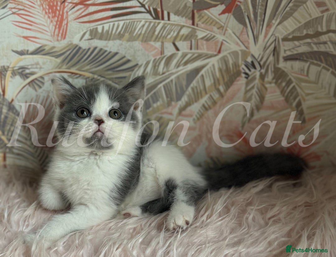 British Shorthair cats for sale:  GCCF registered BSH kittens Available  - Image 3