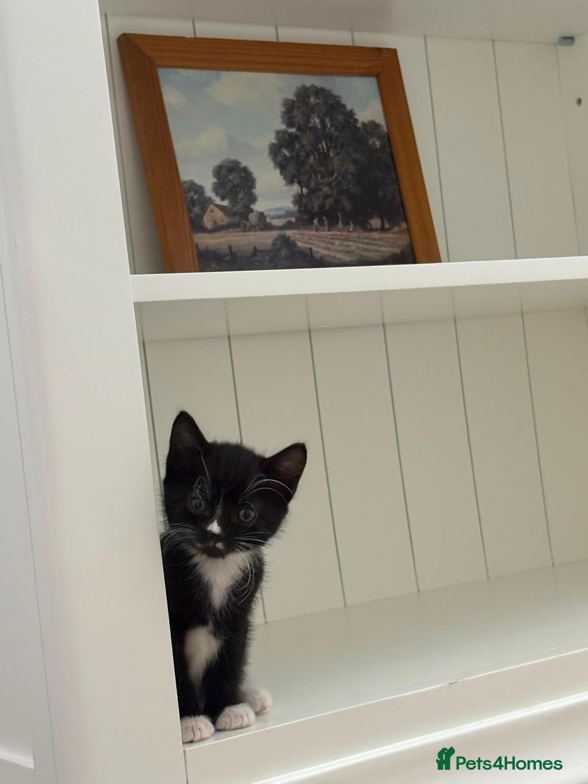 Mixed Breed cats Litter of 6 Gorgeous kittens  - Advert 14