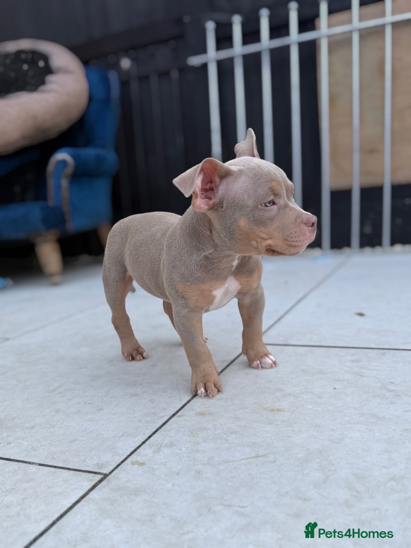 American Bulldog dogs pocket American bully boy 2nd vaccination done - Advert 2