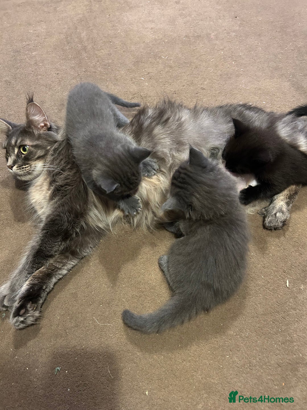 Maine Coon cats for sale: Only 2 kittens left - Maine Coon cross kittens RTL - Advert 10