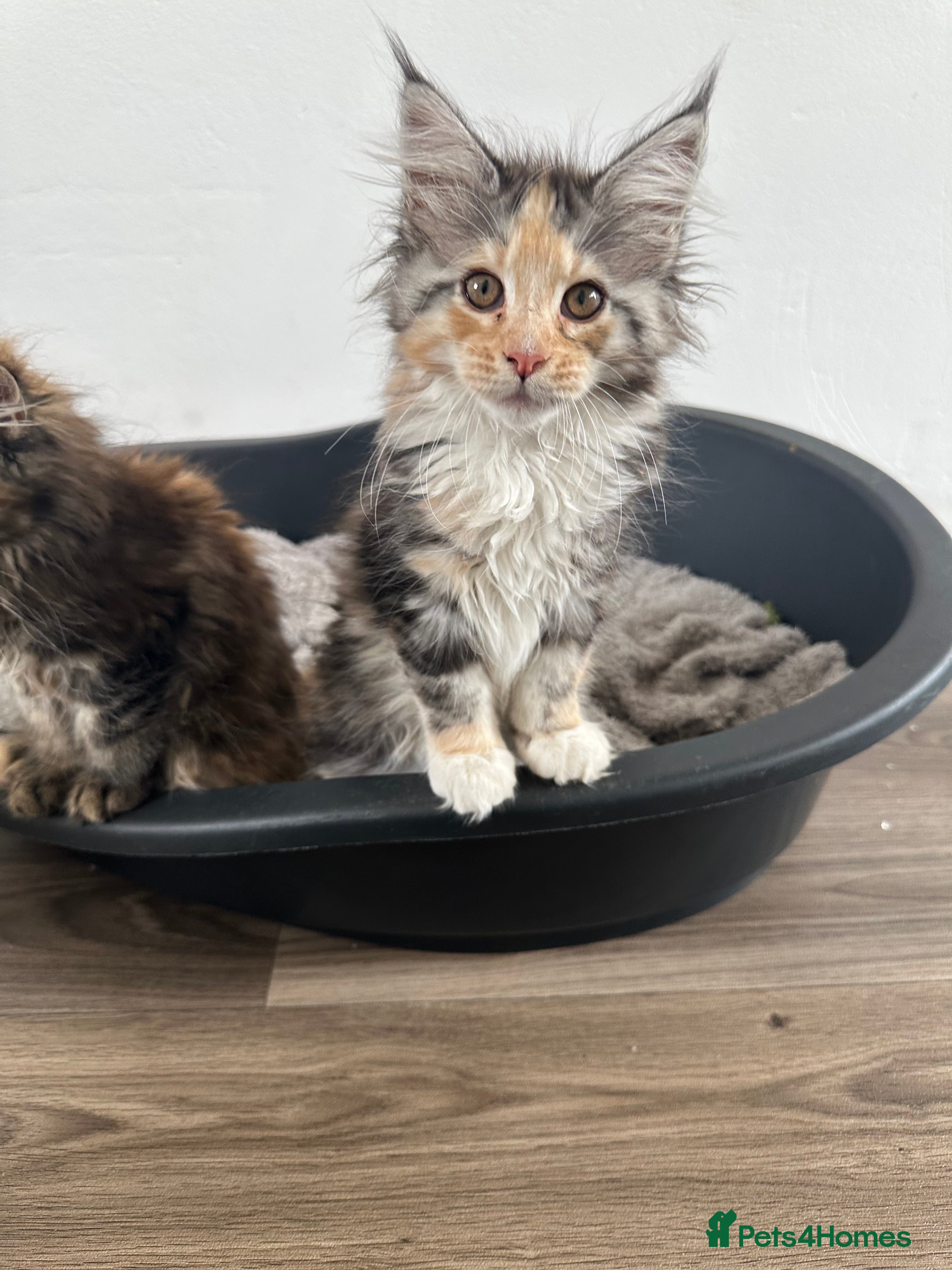 Maine Coon cats LAST GIRL - Beautiful GCCF Registered Kittens - Advert 1