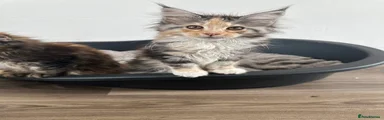 Maine Coon Kitten 5
