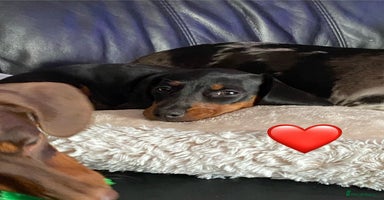 Miniature Dachshund dogs - Advert 3