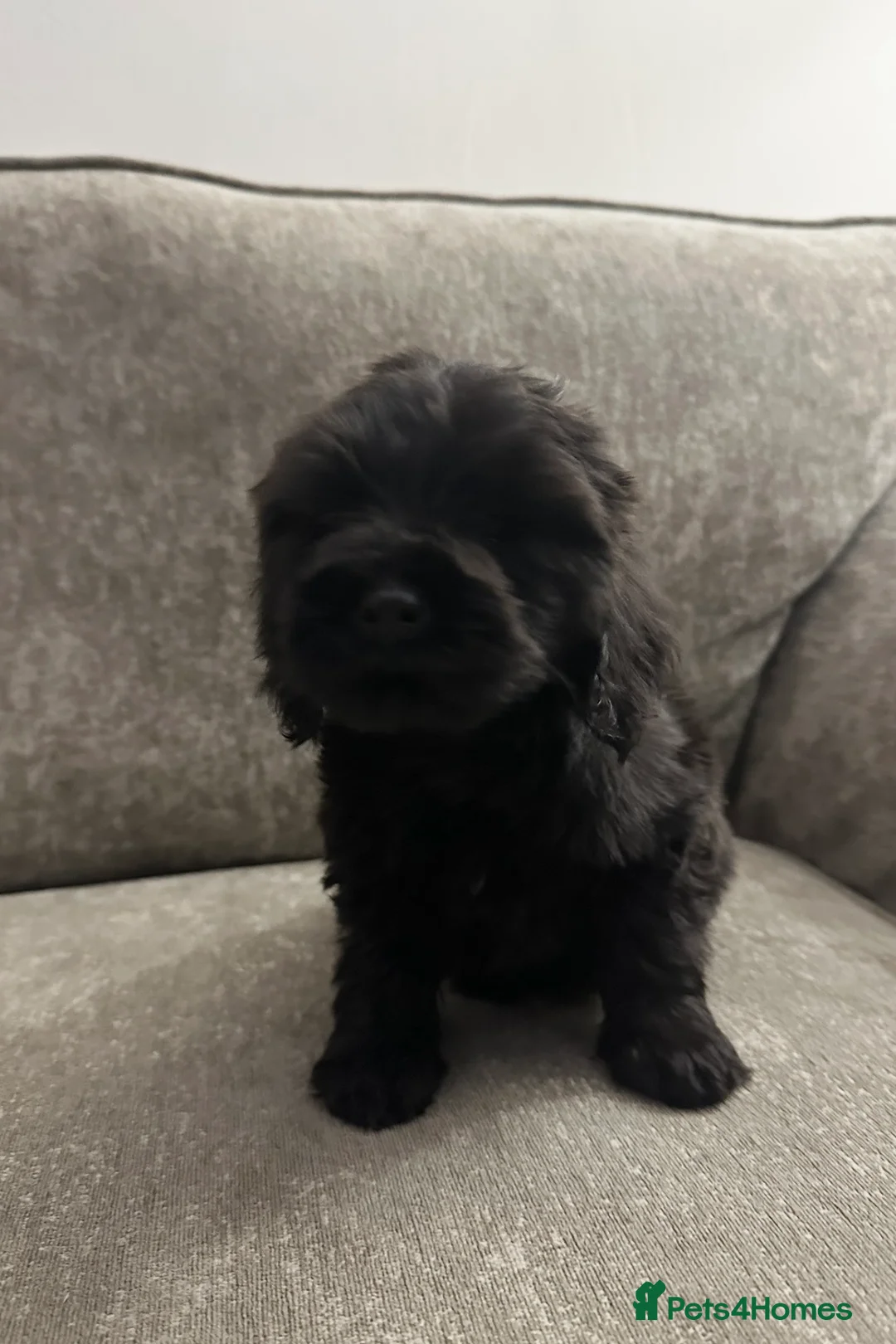 Cockapoo dogs for sale: Adorable Cockapoos’s looking for family homes - Advert 17