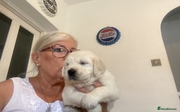 Golden Retriever dogs for sale: Kc reg stunning boys health checked parents - Image 2