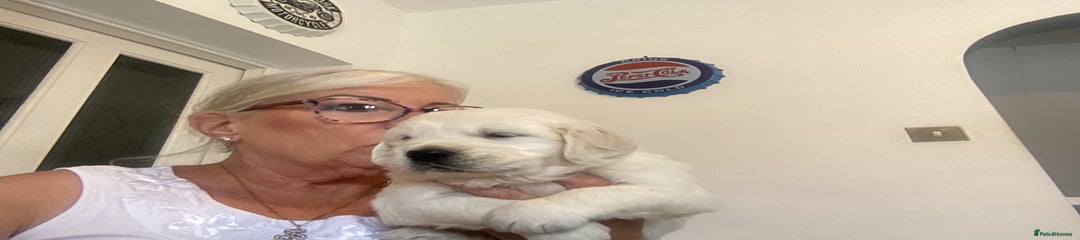 Golden Retriever Puppy 2
