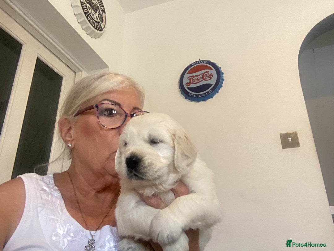 Golden Retriever dogs for sale: Kc reg stunning boys health checked parents - Image 2