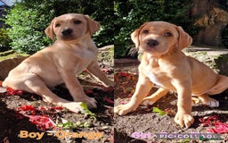 Mixed Breed dogs for sale: Labrador Cross Pups - Image 4