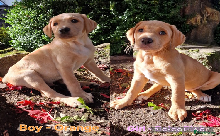 Mixed Breed dogs - Advert 1