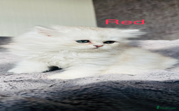 Scottish Fold cats for sale: 💞Beautiful Scottish Fold and Straight kittens🐾 - Image 3