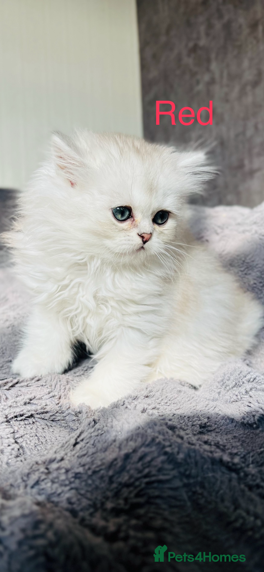 Scottish Fold cats for sale: 💞Beautiful Scottish Fold and Straight kittens🐾 - Image 3