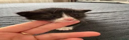 Domestic Shorthair cats for sale: domestic short hair kittens for sale  - Advert 10