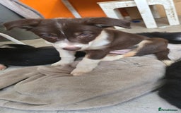 Border Collie dogs for sale: 9 border collie pups  - Image 18