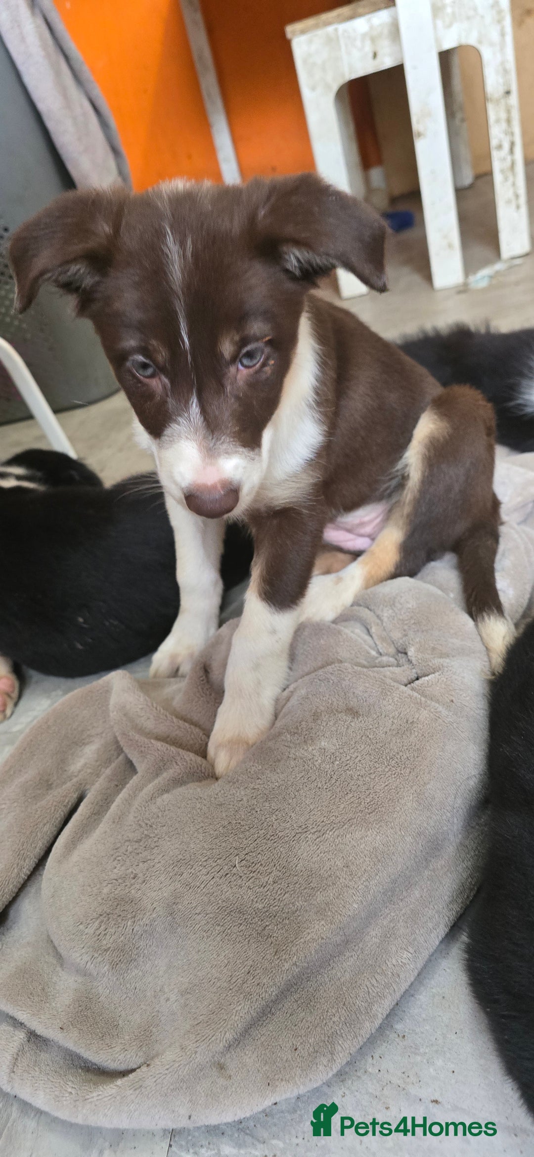 Border Collie dogs for sale: 9 border collie pups  - Image 18