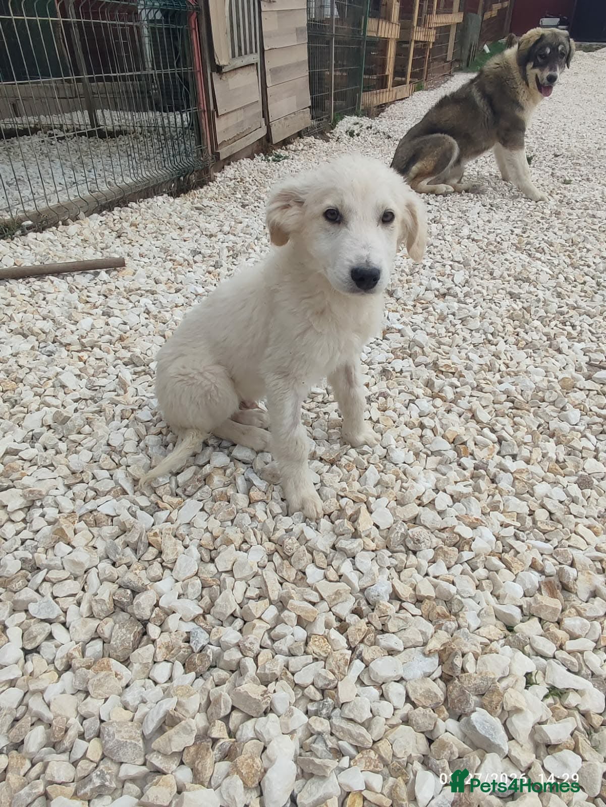 Mixed Breed dogs Benji is a 18 week  old Macedonian rescue puppy  - Advert 14