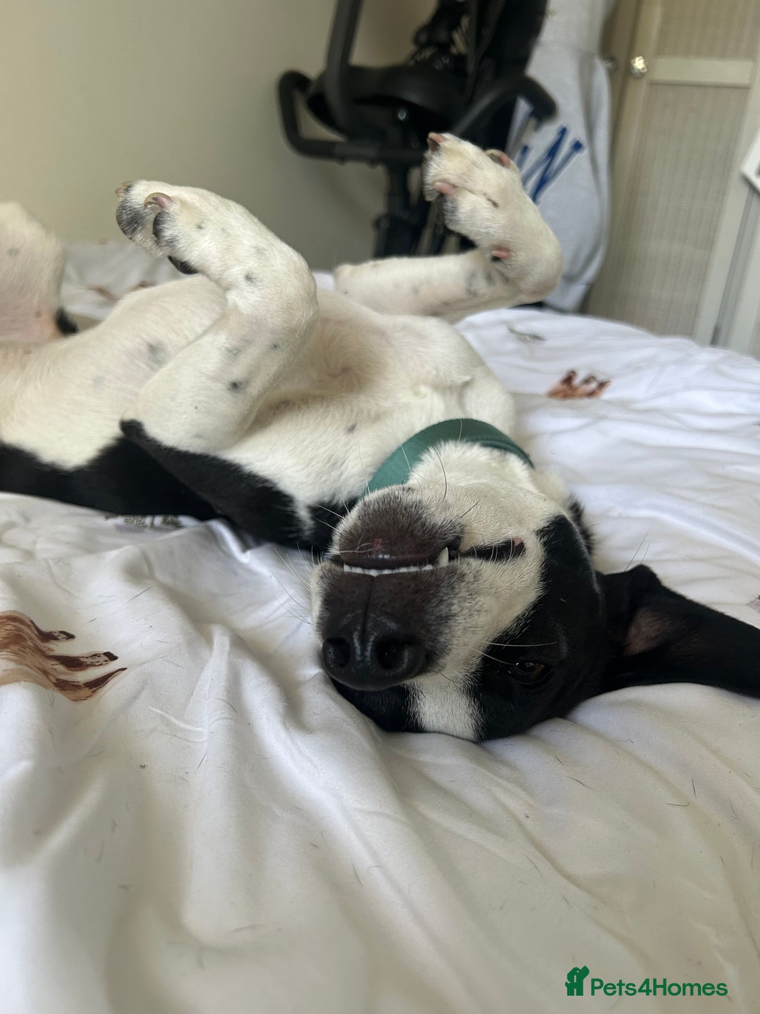 Mixed Breed dogs for sale: 2 year old Male - Jack Russel cross Beagle - Advert 4