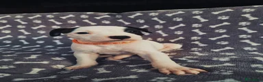 Staffordshire Bull Terrier 8