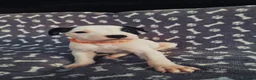 Staffordshire Bull Terrier dogs for sale: Staffordshire Bull Terrier puppy's for sale  - Advert 9