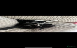 Domestic Shorthair cats for sale: Tuxedo male kitten - Image 2