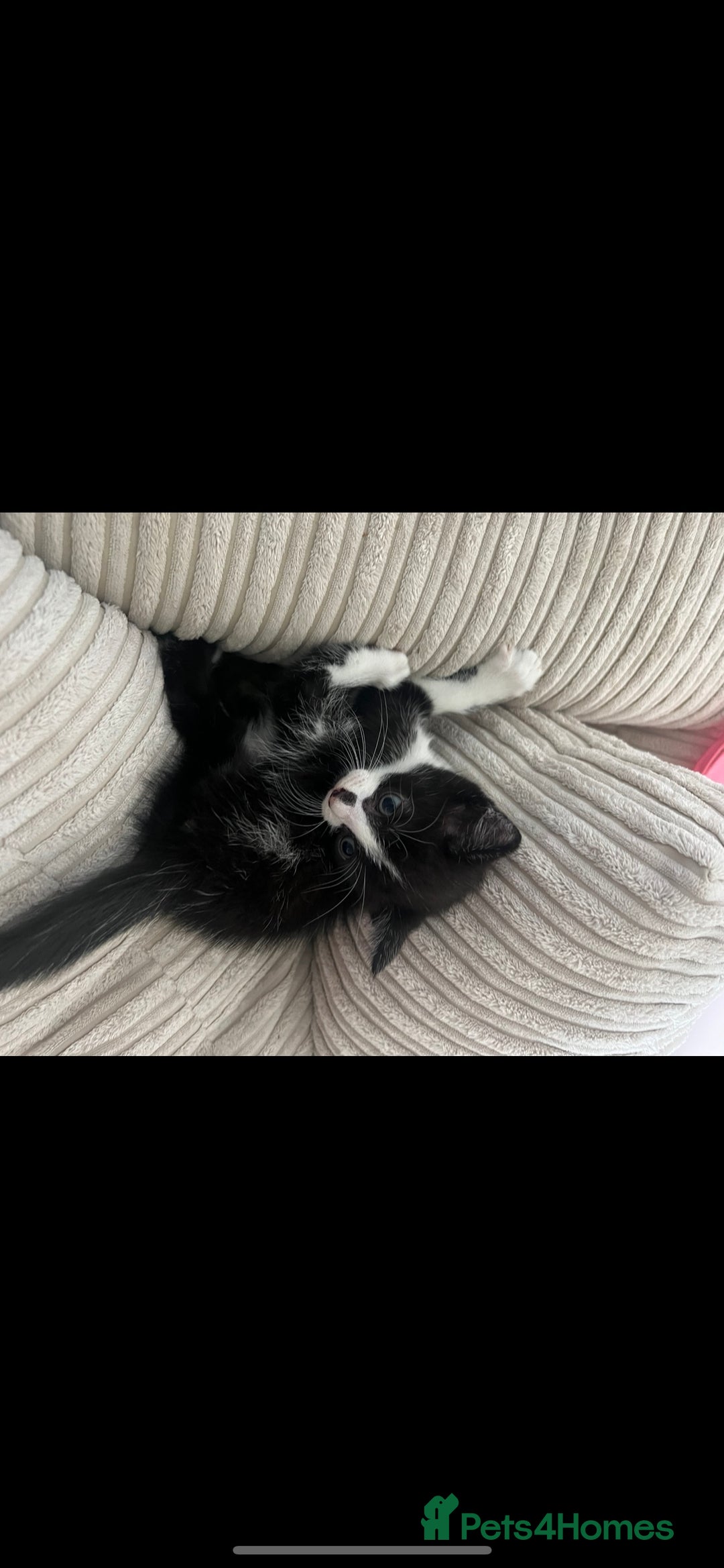 Domestic Shorthair cats for sale: Tuxedo male kitten - Image 2
